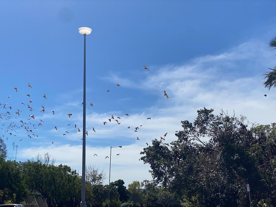 Bats in flight